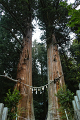 諏訪神社の翁杉媼杉