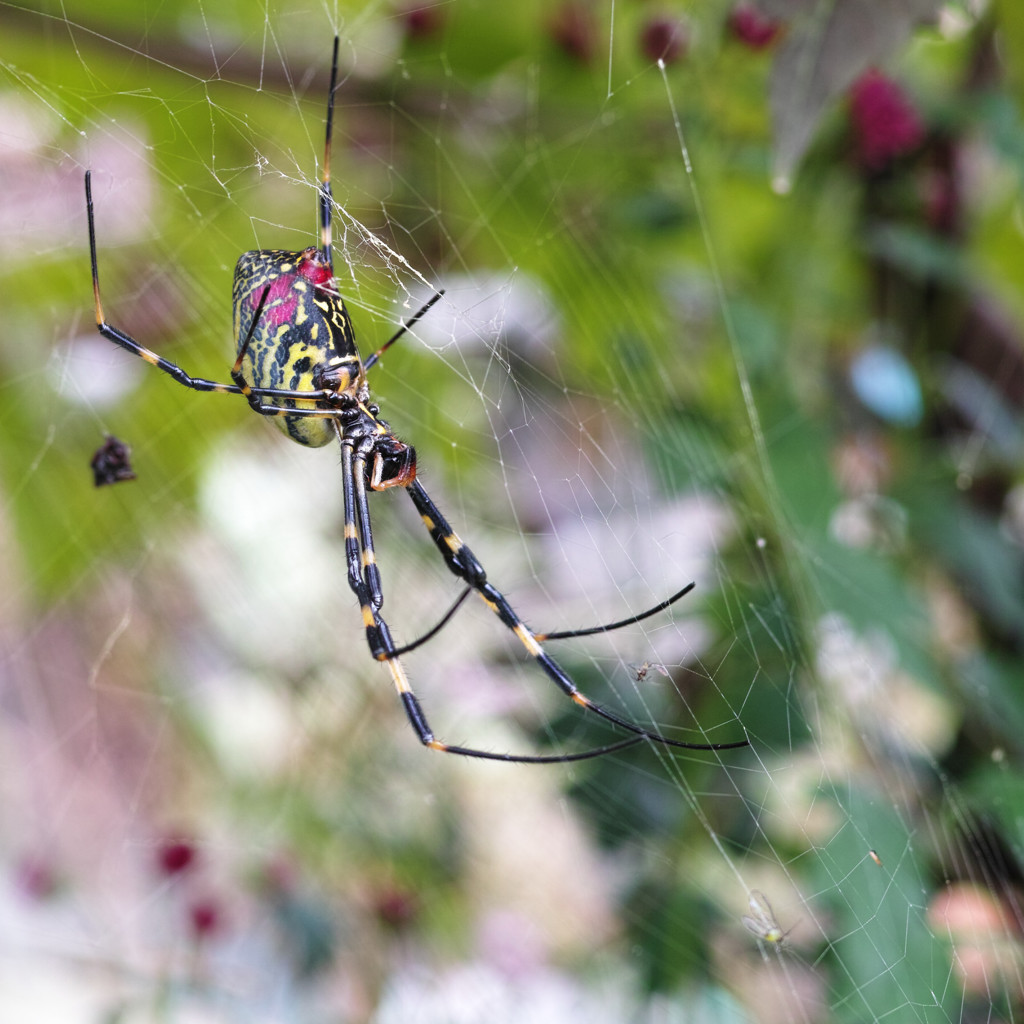 Spider