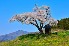 里桜　～ はつ恋 ～