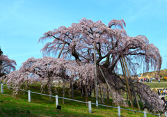 故郷春景色　～三春滝桜～　５