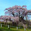 故郷春景色　～三春滝桜～　５