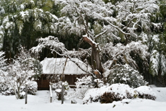 初雪