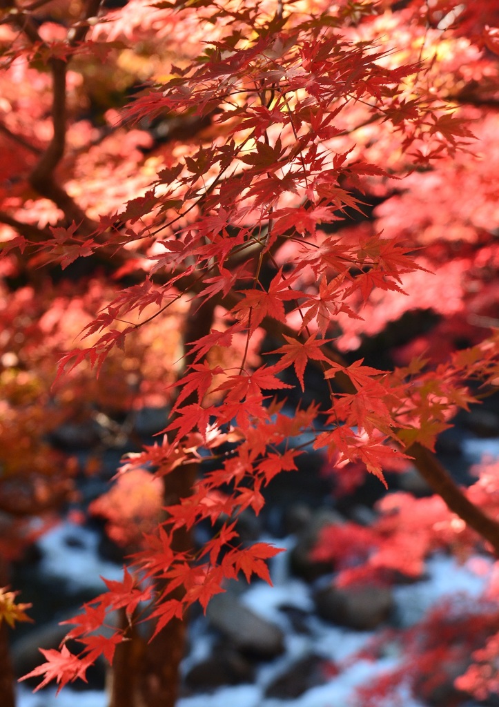 秋彩夏井川　