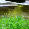 Healing green 