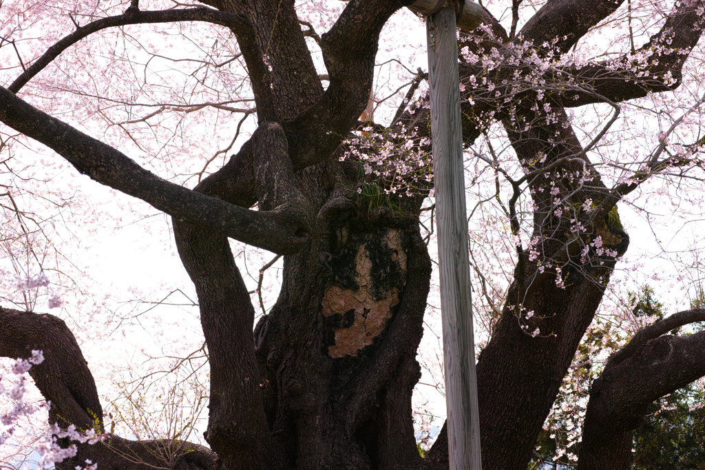 貫禄巨木桜