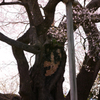 貫禄巨木桜