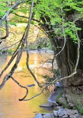 春彩　～ 夕陽に輝く夏井川渓谷 ～