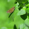 梅雨晴れの一時