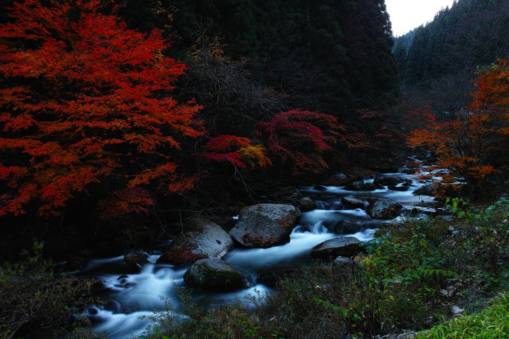 秋彩強滝