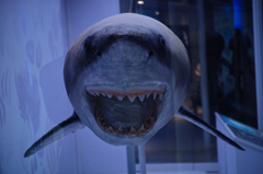 shark　２