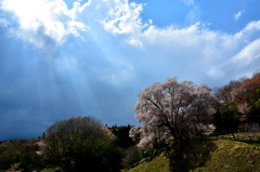 天照山桜　２