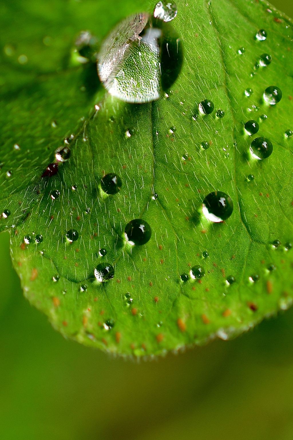 Shining drops