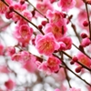 春香る