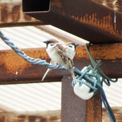 錆びた鉄骨