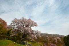 威風堂々  ～越代の桜 2022～