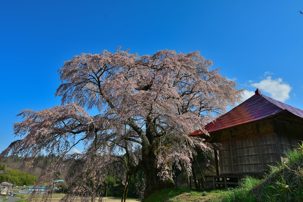 上石の不動桜 2020