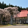 永泉寺の桜