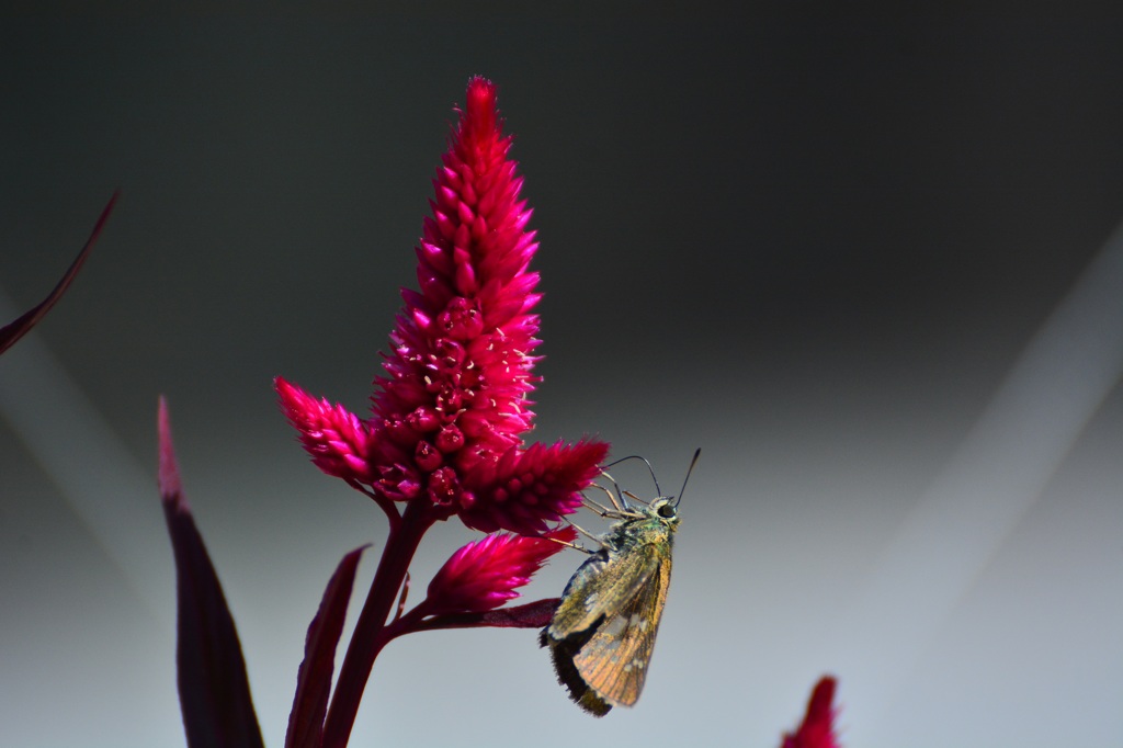 Celosia argentea　３