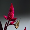 Celosia argentea　３