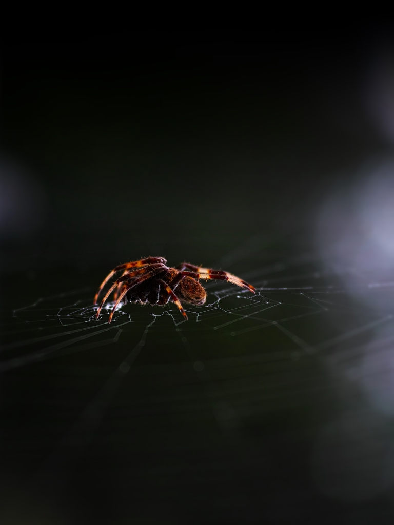 Spider in the darkness