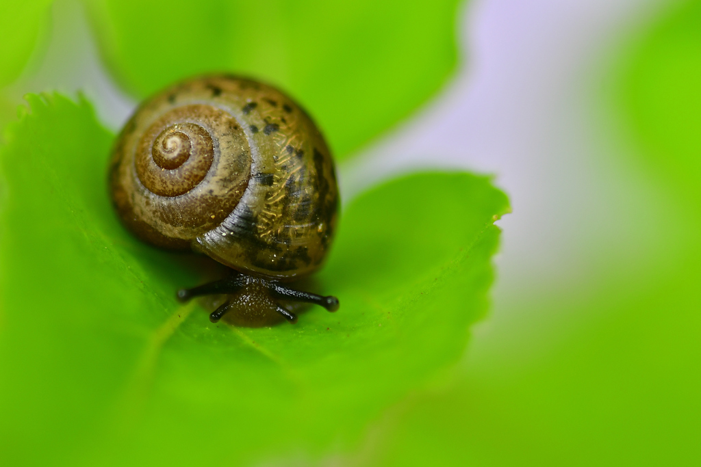 snails