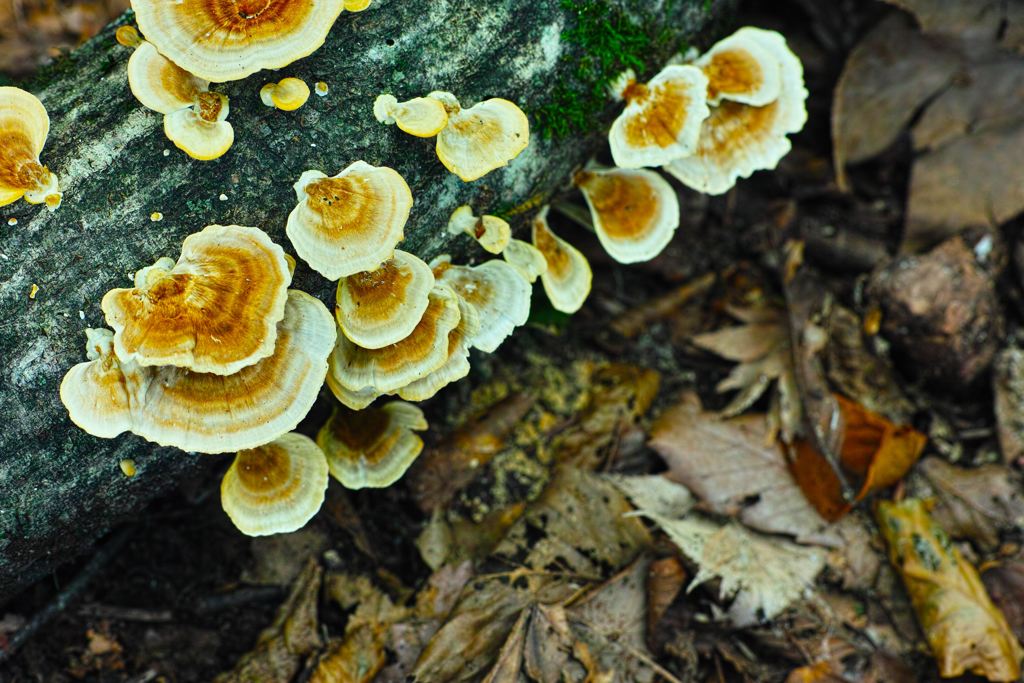 parasitic 