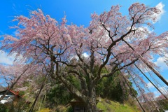 紅枝垂地蔵桜 2020
