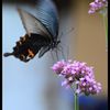 クロアゲハ　６　～クロアゲハとピンクの花～