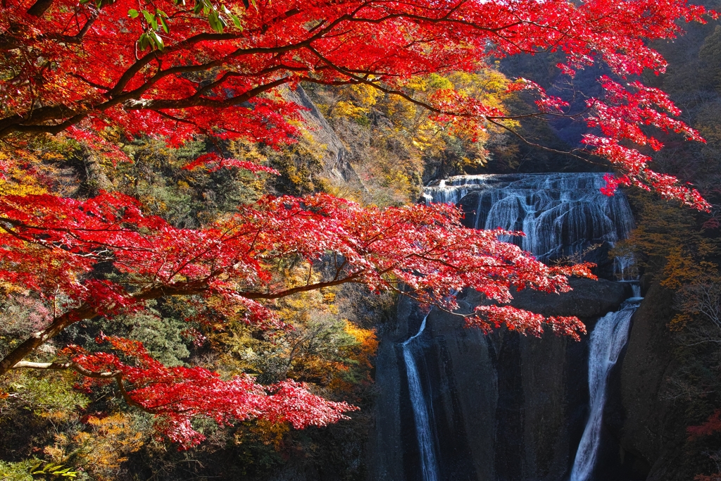 紅秋　～袋田の滝～