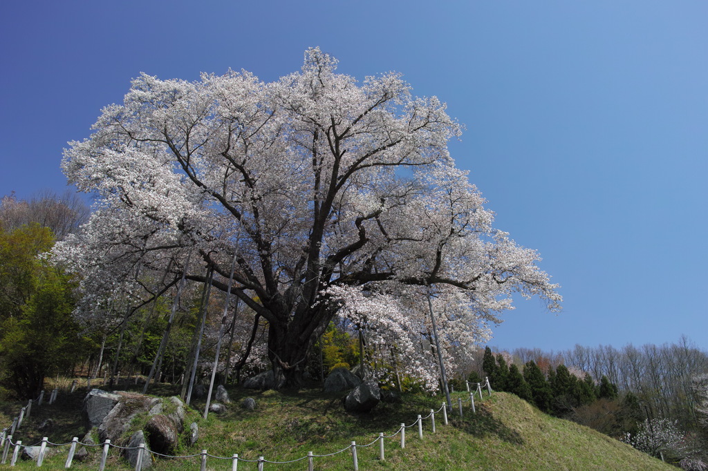 終春の巨桜