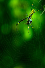 Spider in the green