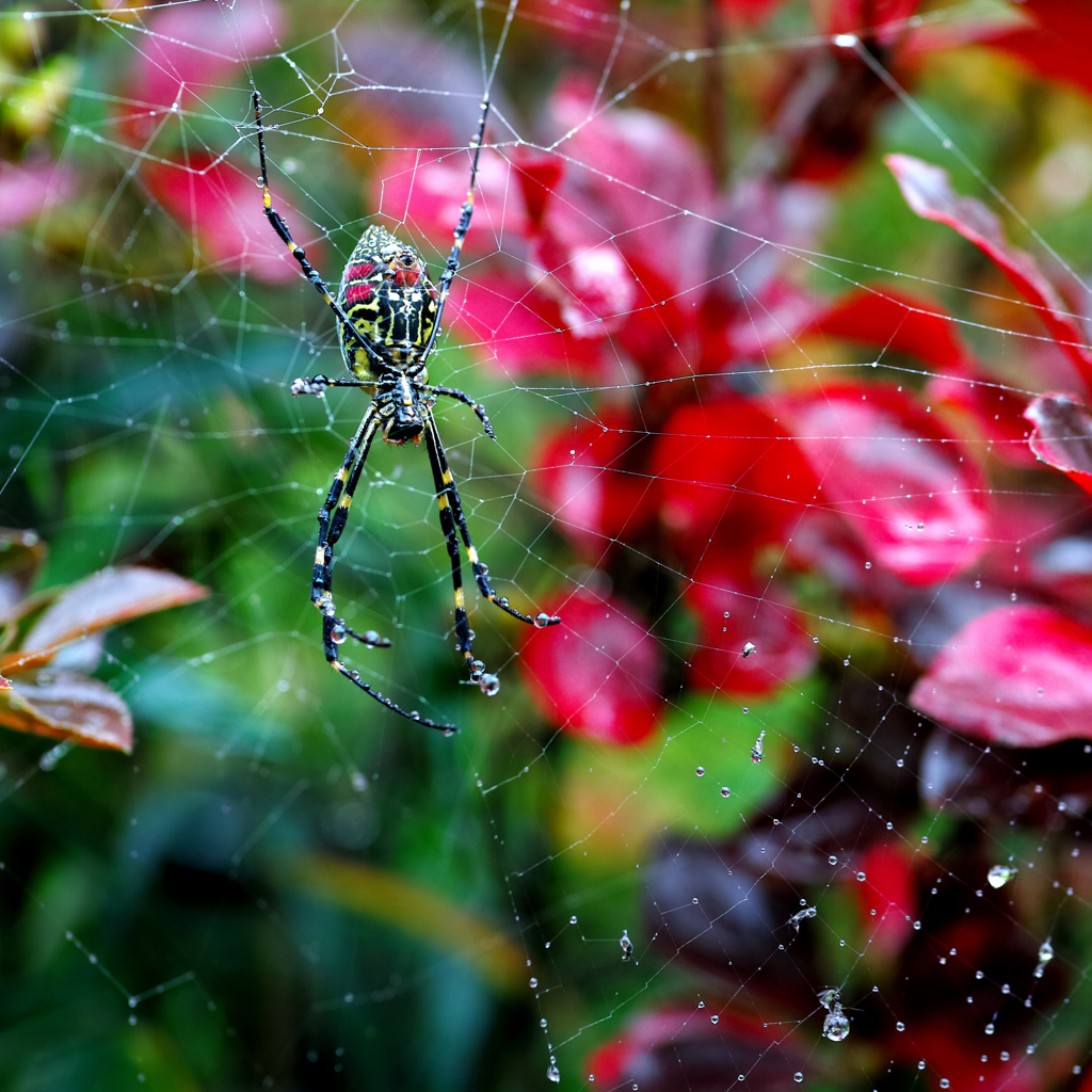秋躑躅と蜘蛛