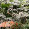 雪村庵の桜