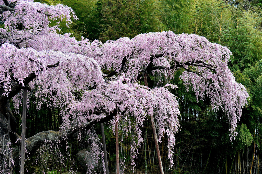 和　～ 紅枝垂地蔵桜 ～