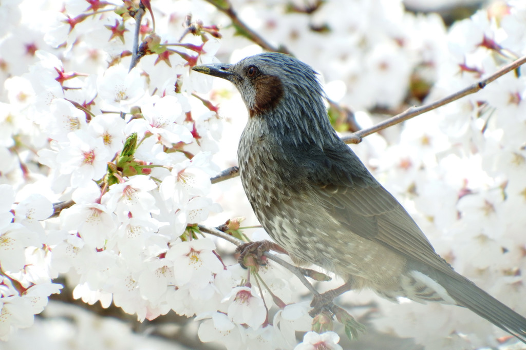 ひよ桜