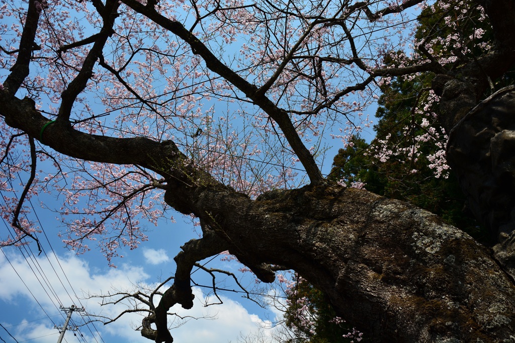 電線が邪魔桜