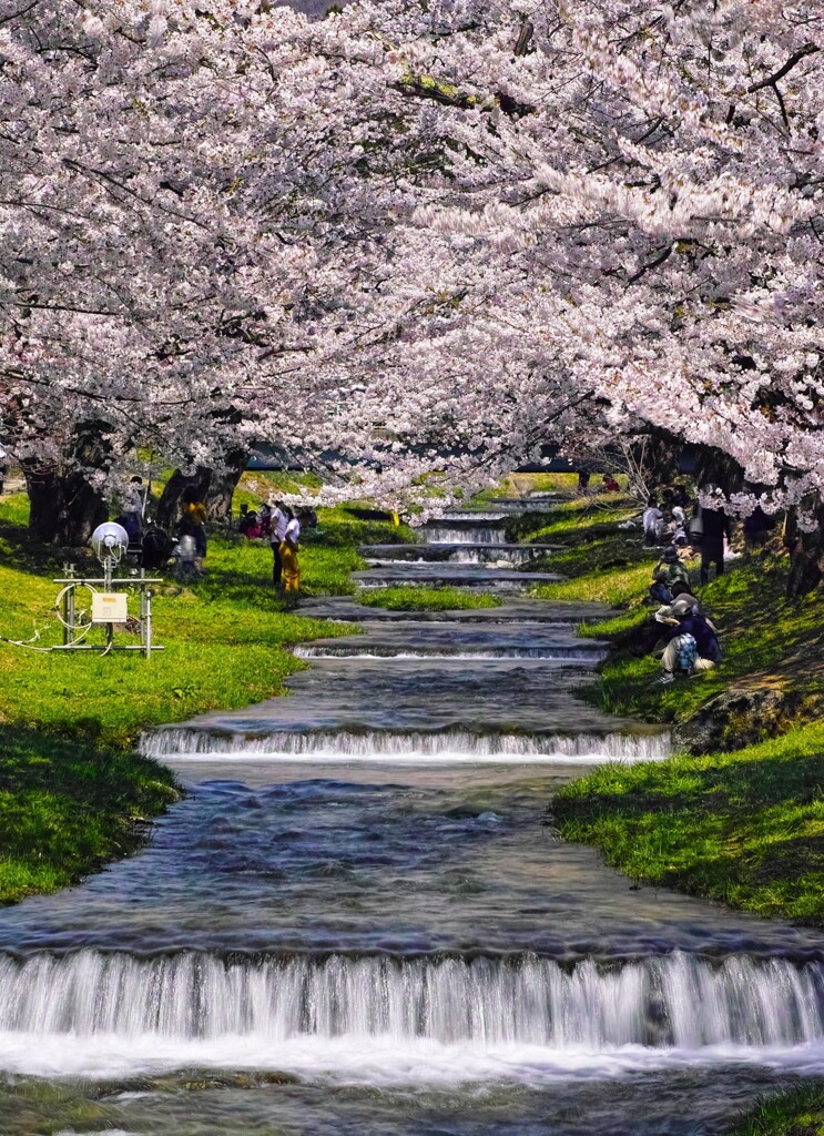 観音寺川の春
