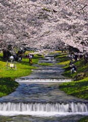 観音寺川の春