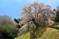 天照山桜　