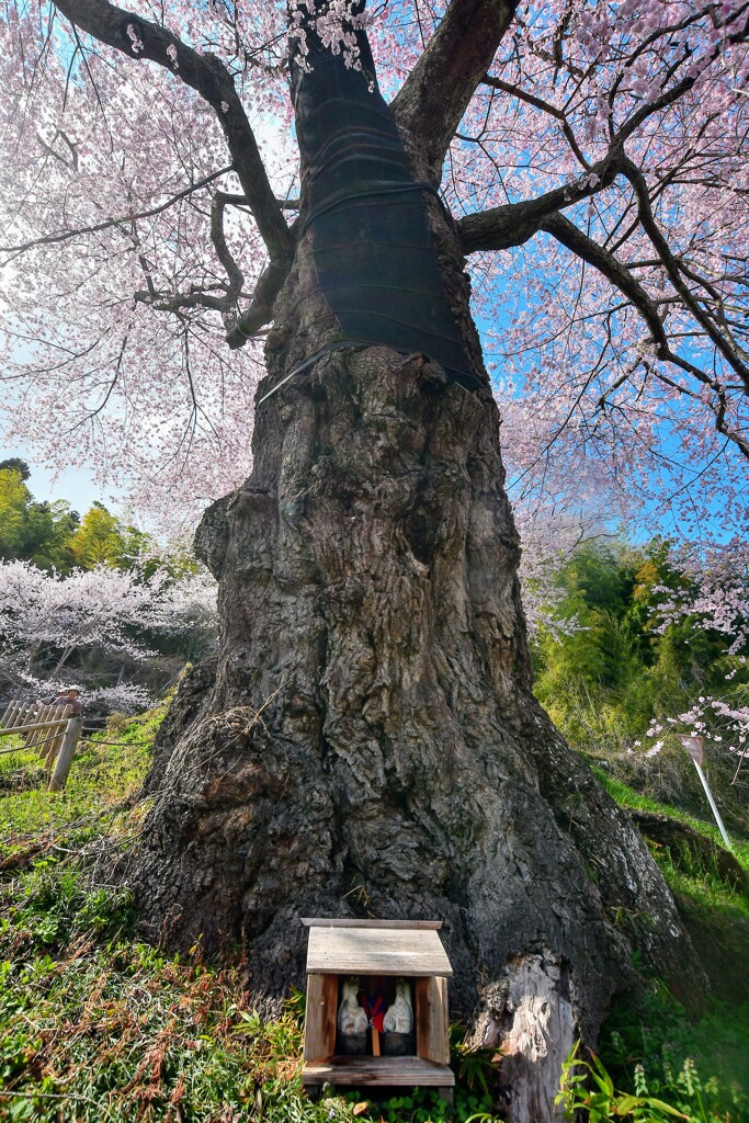 樹齢500年