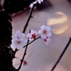 夕刻梅　５