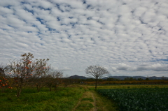 晩秋の空にうろこ雲　３