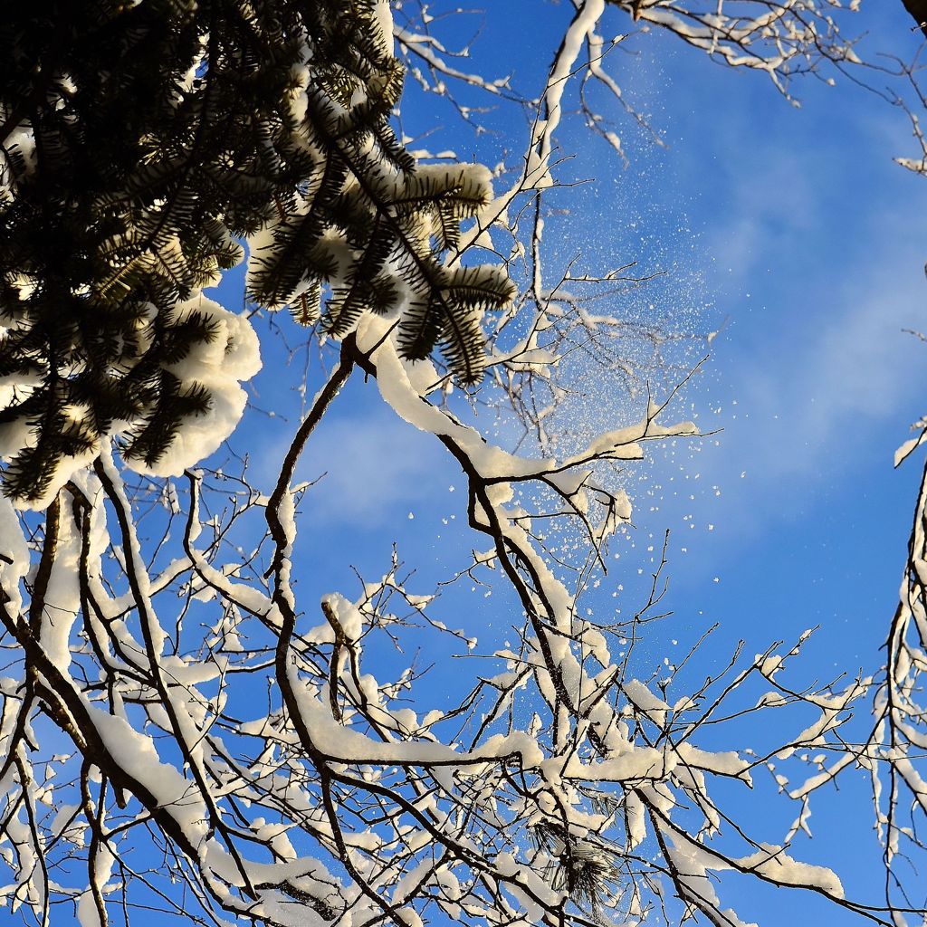朝の野鳥撮影風景　