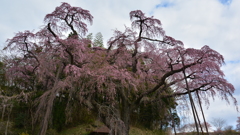美春桜 ３ ～ 地蔵桜 ～