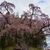 美春桜 ３ ～ 地蔵桜 ～