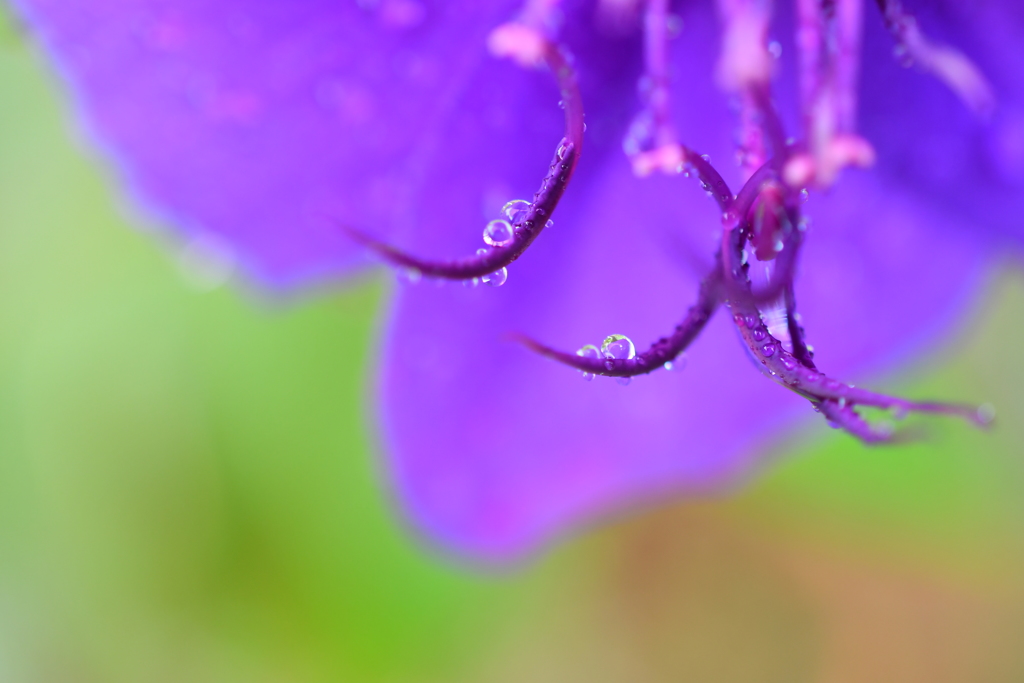 雫