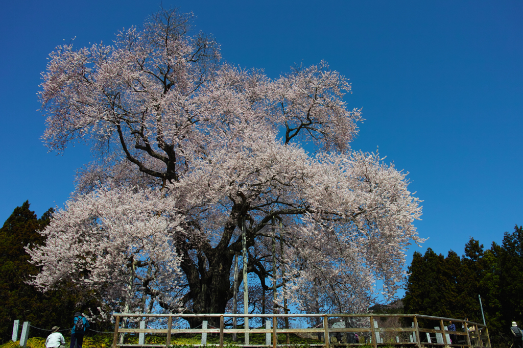 巨桜咲く　５