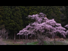 岩倉の桜