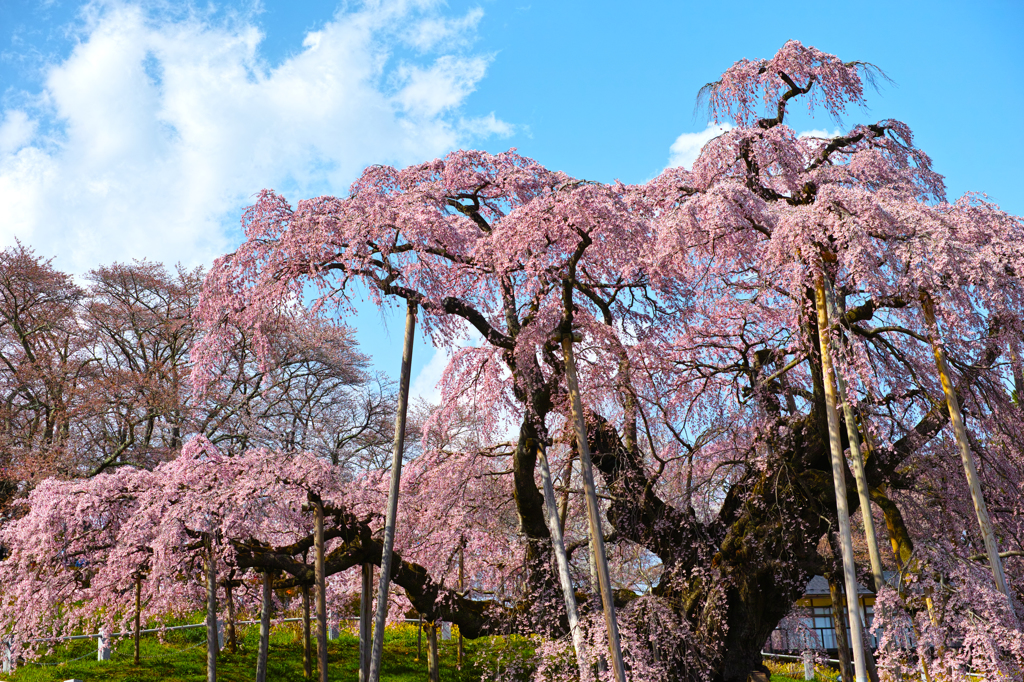 滝桜　～太陽に照らされて～