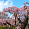 滝桜　～太陽に照らされて～